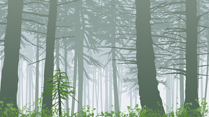 inspiring misty rainforest scene on mount maxwell
