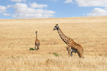 Giraffes in the savannah