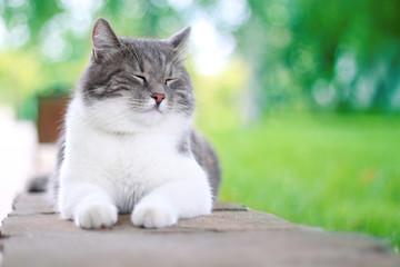 Cute cat enjoying his life outdoors.