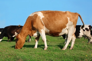 Fototapeta na wymiar Herd of cows grazed on a green meadow