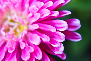 Abstract of pink petals of aster - depth of field