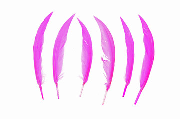 purple bird feather on white background