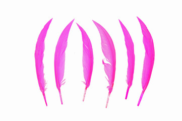 pink bird feather on white background