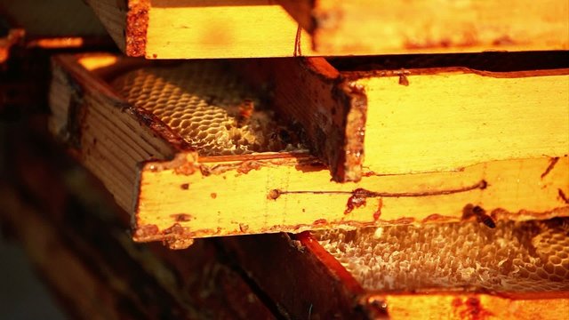 Honeybees buzz across and build a honeycomb