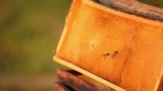 Honeybees buzz across and build a honeycomb