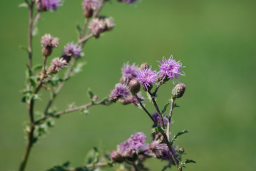 Blüten der Acker-Kratzdistel