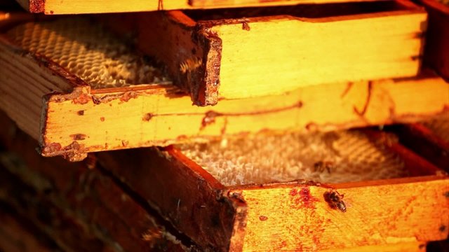 Honeybees buzz across and build a honeycomb