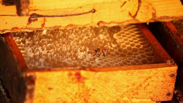 Honeybees buzz across and build a honeycomb