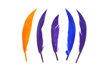colorful bird feather on white background