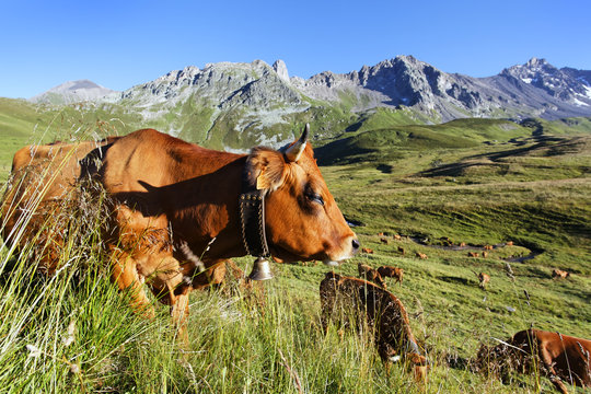 au pays des tarines