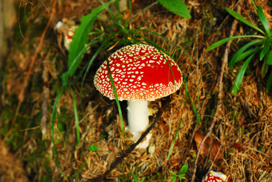 red mushroom