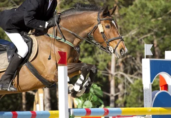 Tissu par mètre Léquitation equestrian show jumping