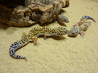 Leopardengecko- Eublephonis macularis © regenbogenfloh
