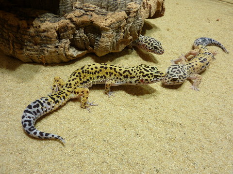 Leopardengecko- Eublephonis macularis