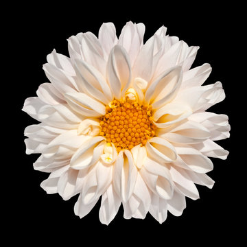 White Dahlia Flower with Yellow Center Isolated