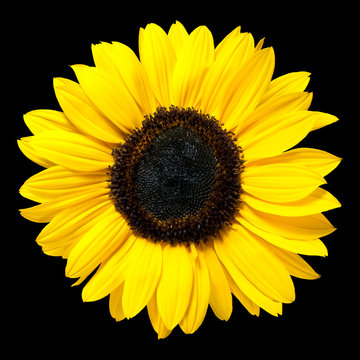 Beautiful Fresh Yellow Sunflower Flower Isolated on Black
