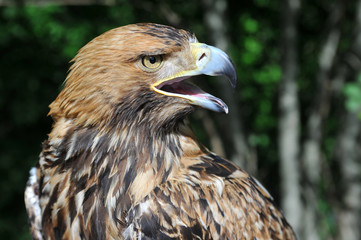 hawk's head with open beak