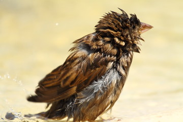 House Sparrow