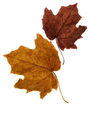 maple leaves on a white background