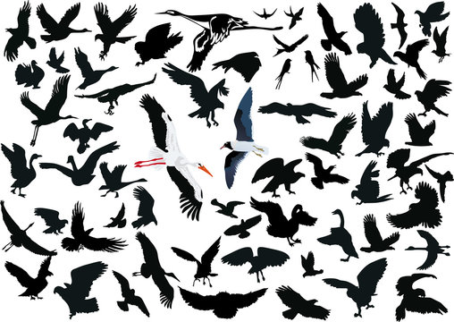 set of different flying birds