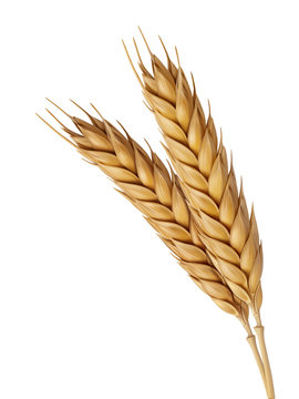Two Wheat