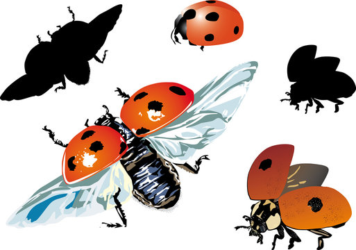 set of isolated ladybugs