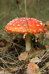 Fly agaric