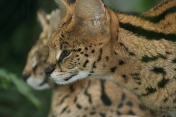 Serval