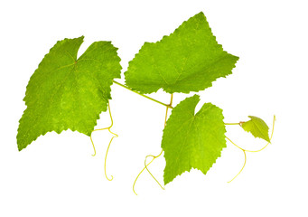green vine foliage on white