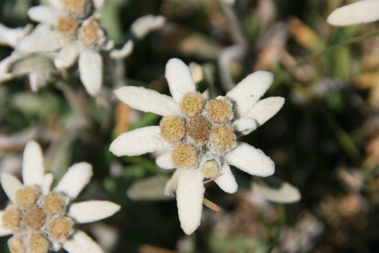 Edelweis