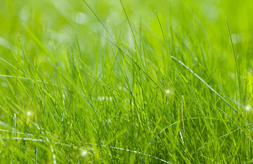 Clear green grass