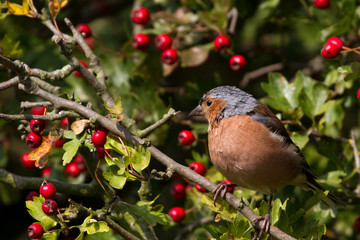 Chaffinch (Fringilla coelebs)