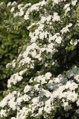 Hawthorn (Crataegus monogyna)
