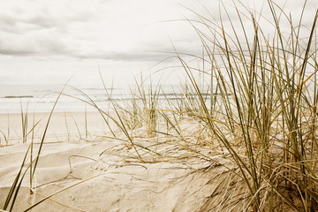 Fototapety  Zbliżenie na wysoką trawę na plaży podczas pochmurnej pory roku