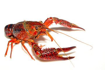crayfish