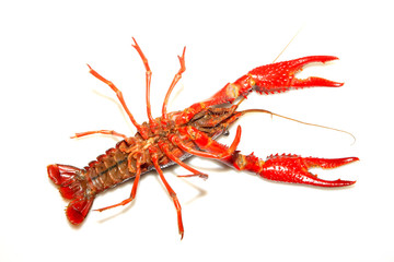 crayfish