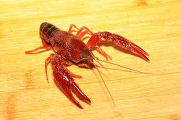 crayfish