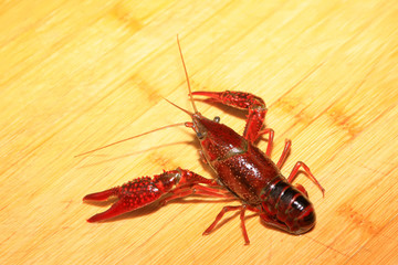 crayfish