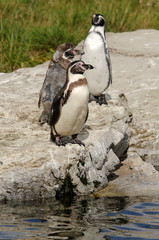 Naklejka premium Humboldt Penguin