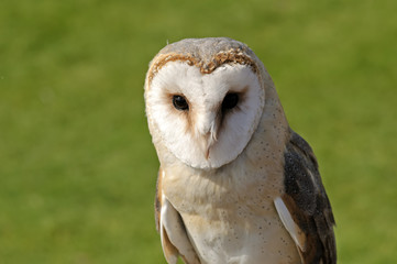 Barn Owl