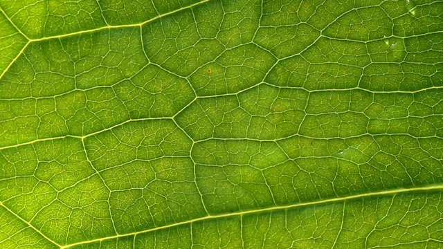 Wassertropfen