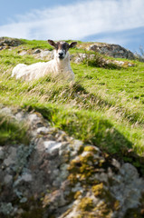 Fototapeta premium Scottish sheep lying in landscape