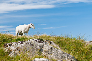 Sheep standing on mountain