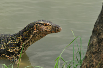 monitor lizard in thailand