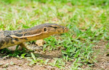 young monitor lizard