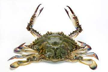 raw blue crab