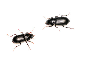 carabidae