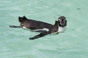 Naklejka premium ペンギン