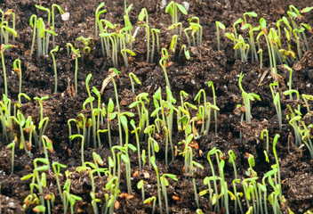 Young green sprouts in the ground