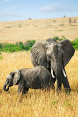 Fototapeta na wymiar Elephant with baby